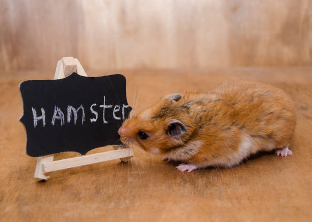Cream hamster smiles