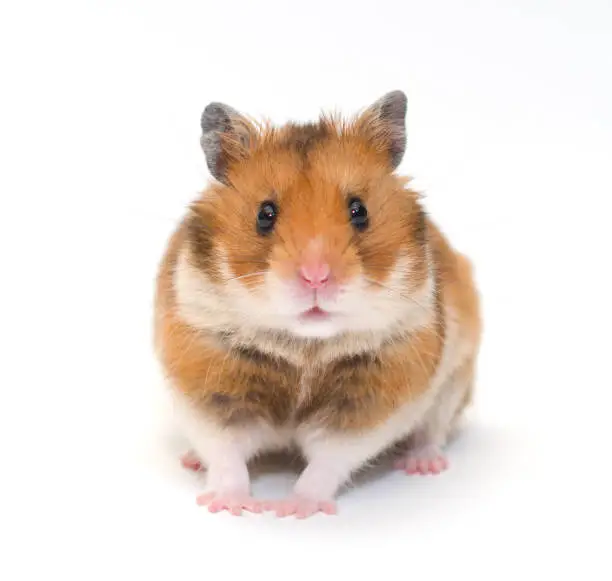 Cute funny Syrian hamster (isolated on white), selective focus on the hamster eyes
