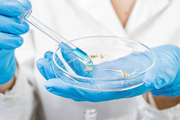 istock Plant breeding. Selection Laboratory. Petri dish. Laboratory assistant. 1019886940
