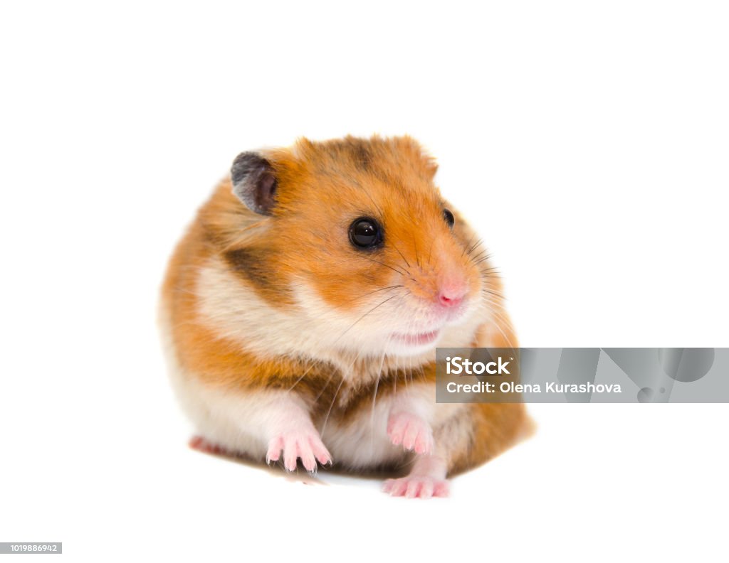 Cute Funny Syrian Hamster Stock Photo - Download Image Now - Hamster,  Animal, Animal Body Part - iStock