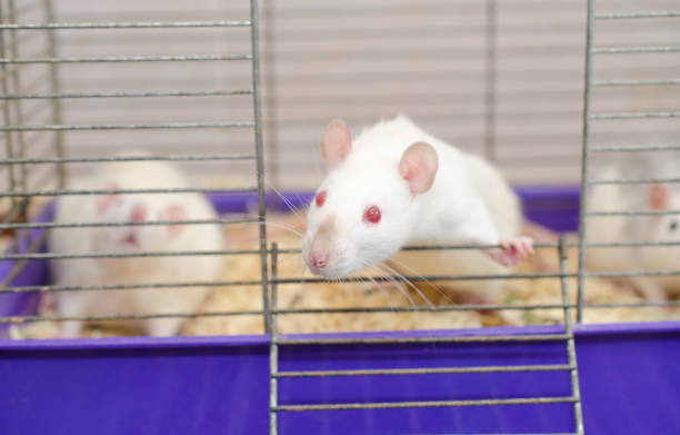 istock Curious white laboratory rat looking out of a cage with other rats 1019889012