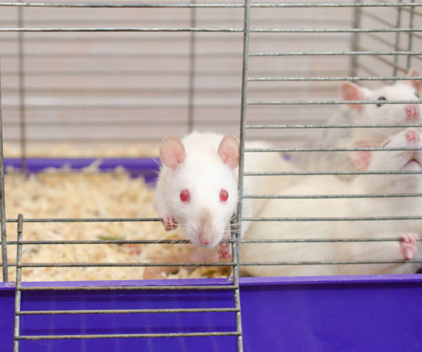istock Curious white laboratory rat looking out of a cage 1019889018