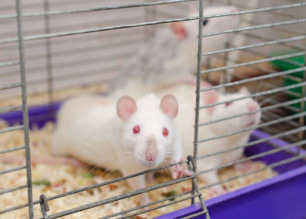 istock Curious white laboratory rat looking out of a cage 1019889052