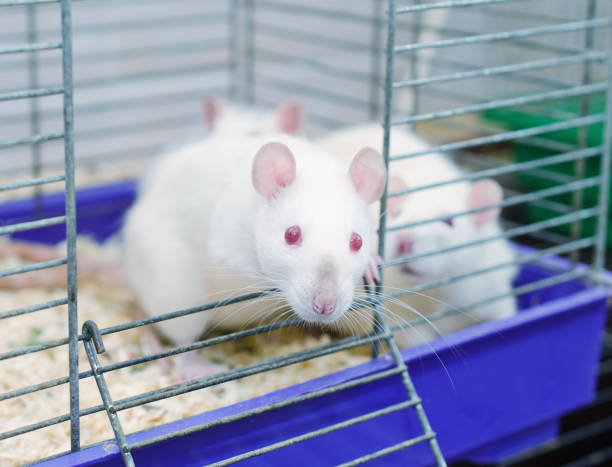 istock Curious white laboratory rat looking out of a cage 1019889074