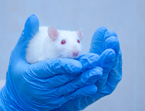 Rata de laboratorio blanca en las manos de un investigador photo