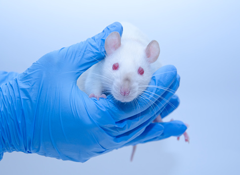 Rata de laboratorio blanca Linda en las manos de un investigador photo