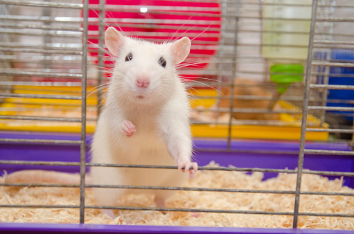 Funny white laboratory rat standing and looking out of a cage (shallow DOF, selective focus on the rat eyes and ears)