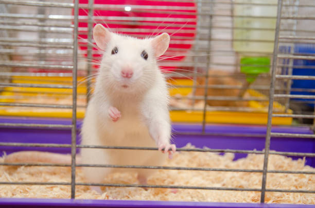Funny white laboratory rat standing and looking out of a cage Funny white laboratory rat standing and looking out of a cage (shallow DOF, selective focus on the rat eyes and ears) rat cage stock pictures, royalty-free photos & images