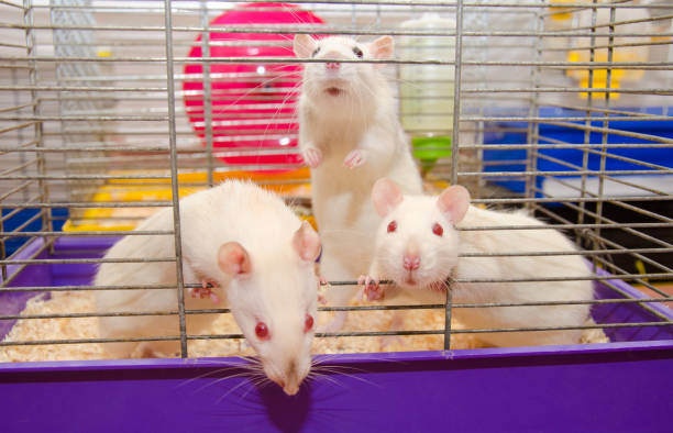 istock Three curious laboratory rats looking out of a cage 1019889236