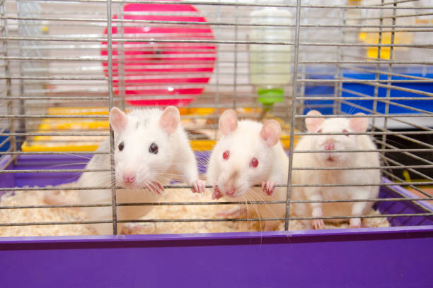 istock Three curious laboratory rats looking out of a cage 1019889240