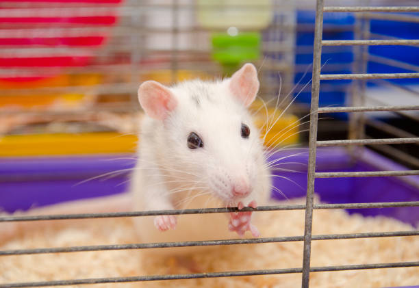 istock Cute curious laboratory rat looking out of a cage in a laboratory 1019889248