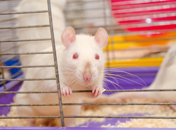 istock Cute curious laboratory rat looking out of a cage 1019889262