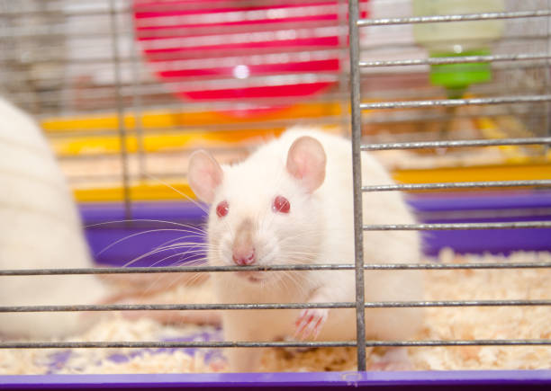 istock Cute laboratory rat looking out of a cage in a laboratory 1019889266