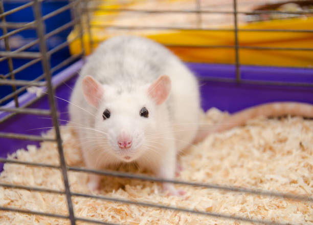 istock Gray and white laboratory rat in a cage 1019889268
