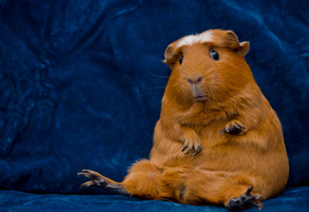 istock Funny guinea pig sitting in a funny pose on the dark blue background 1019889372