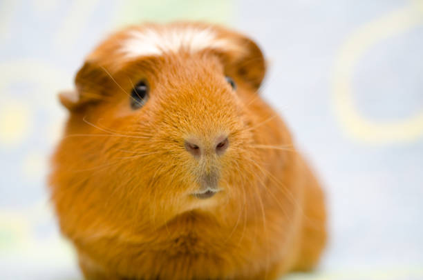 istock Cute funny-looking guinea pig against a bright background 1019889432