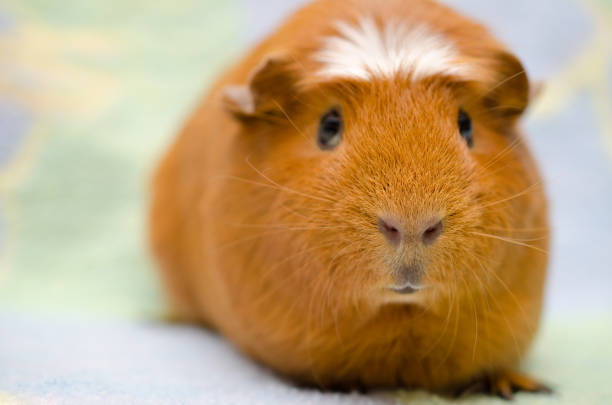 istock Cute funny guinea pig against a bright background 1019889476