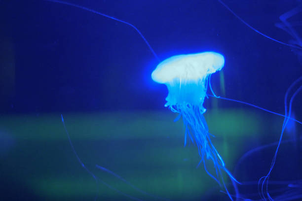 istock Jellyfishes floating around in front of a deep 1019889512