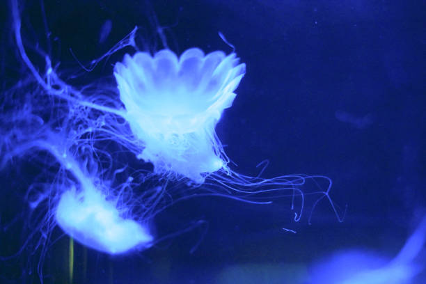 istock Jellyfishes floating around in front of a deep 1019890112