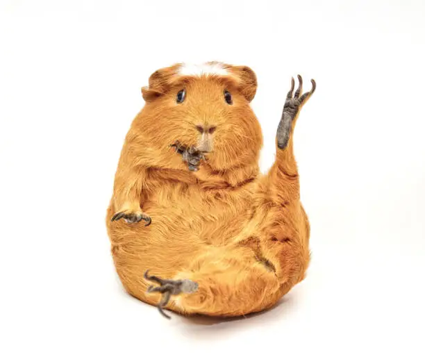 Karate guinea pig (guinea pig sitting in a funny pose as if doing karate) isolated on white