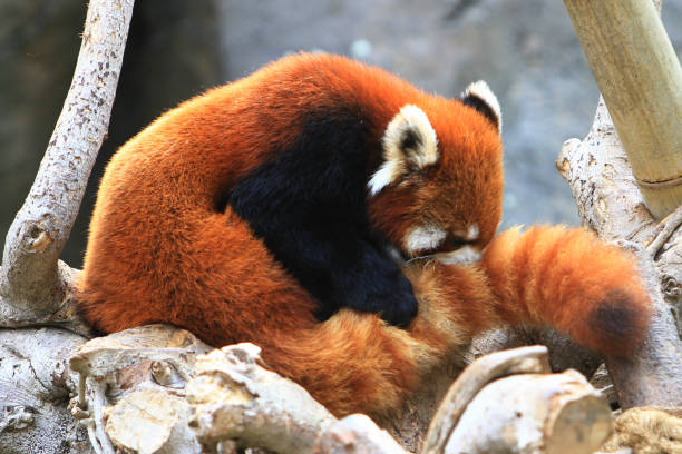 istock a red panada at the zoo of day time 1019894932