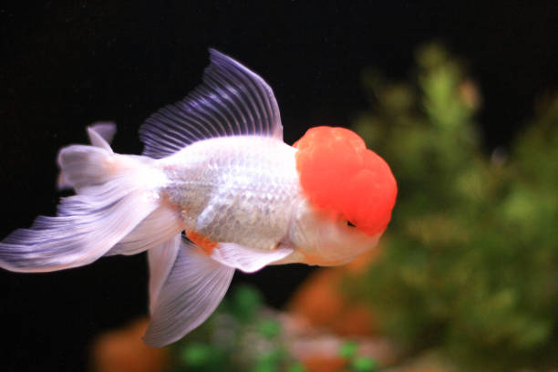 istock a Goldfish in aquarium with green plants 1019895308
