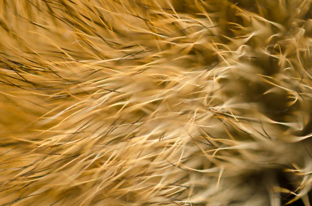 istock Animal fur texture as an abstract blurred background 1019896256