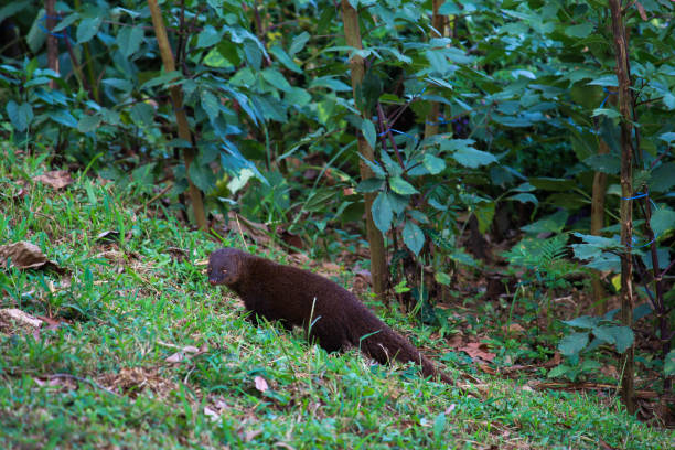 istock The Indian brown mongoose - Ella, Sri Lanka 1019900248