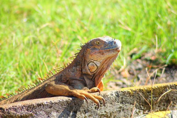 istock Iguana in Costa Rica 1019908222