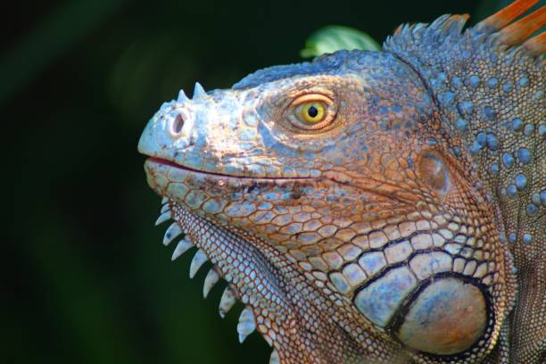 istock Iguana in Costa Rica 1019908302
