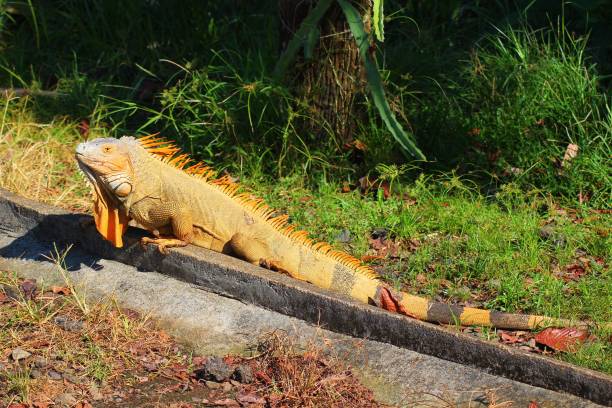 istock Iguana in Costa Rica 1019908330