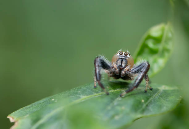 istock Thyene imperialis or jumping spider on green leaf 1019908440