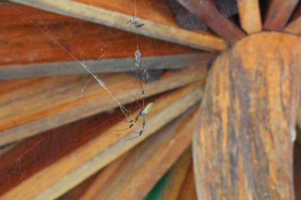 istock Golden orb weaver - Costa Rica 1019908506