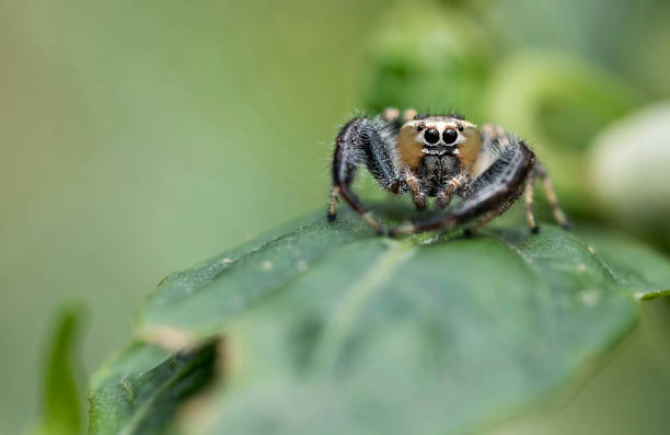 istock Thyene imperialis or jumping spider on green leaf 1019908690