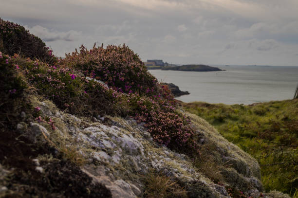 istock White rocks covered in lichen and beautiful purple Bell Heather 1019913078