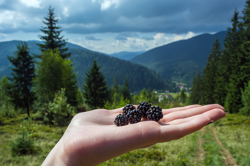 ripe, juicy, natural blackberries in the hand of a young girl against the background of high mountains.
