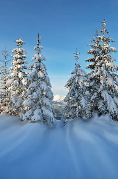 istock Coniferous trees in the snow 1019917634
