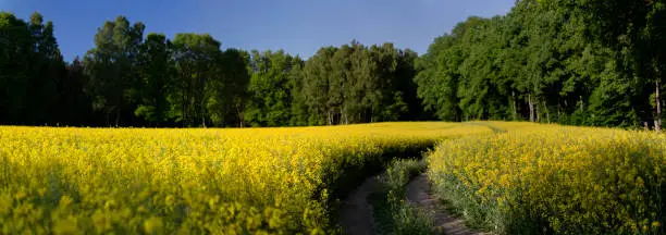 Canola rapeseed flower landscape panorama in north Poland