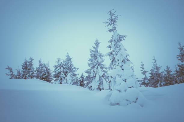 istock Christmas landscape with fir forest 1019917816