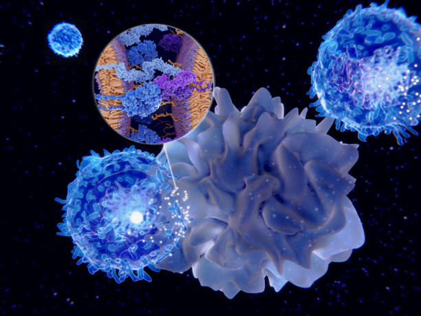 istock Activation of the immune response: antigen presenting cell activates T-lymphocytes (smaller  cells).  Magnification: T-cell receptor in complex with an MHC class II molecule and an antigen. 1019918502