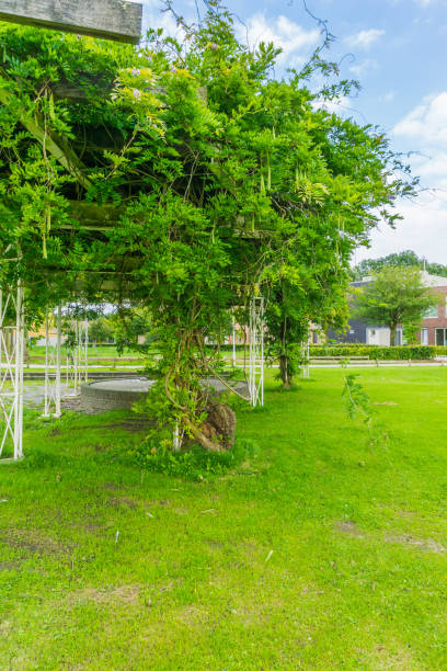 istock pea bean plant tree in the park 1019918728