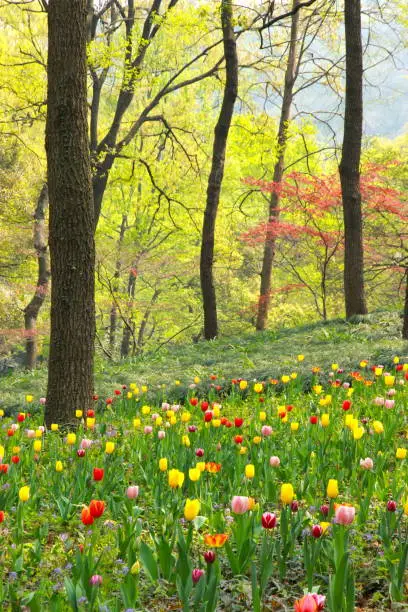 Spring blossom at a theme Park, next to West Lake in Hangzhou, China. Tulips and forest. Colorful Spring event.