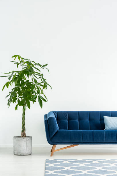 istock Palm next to navy blue sofa with cushion in white flat interior with carpet. Real photo 1019923426
