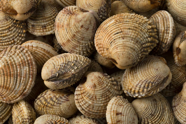 istock Fresh raw warty venus clams 1019928784