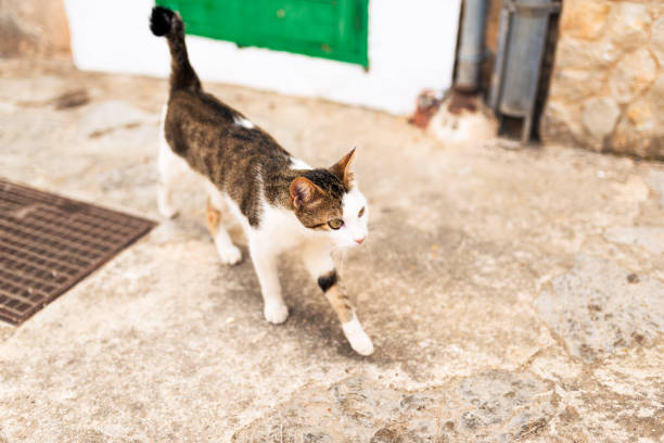 istock young cat on sidewalk in spanish village 1019929698