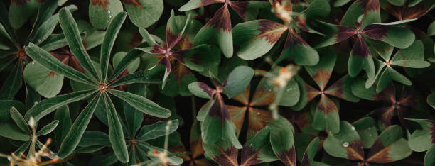 istock full frame image of bronze dutch clover covered by water drops background 1019933272