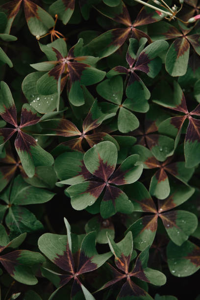 istock full frame image of bronze dutch clover covered by water drops background 1019933280