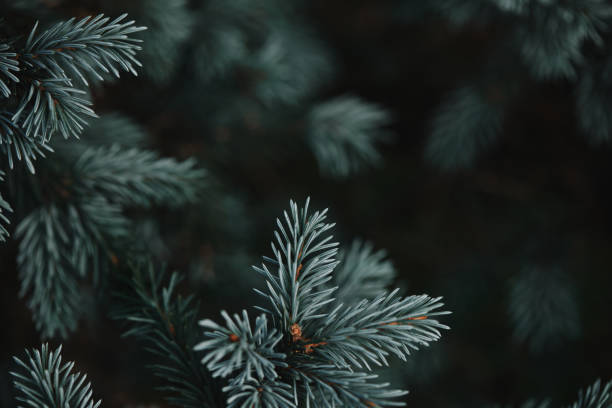 istock selective focus of white pine branches with needles on blurred background 1019933282