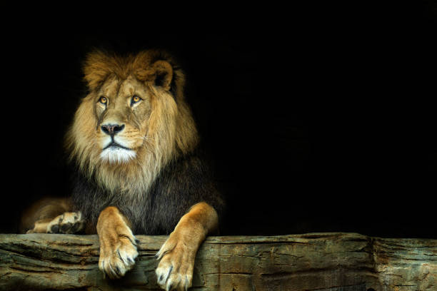 istock Lion. Lion sitting on a rock 1019933416