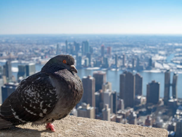 istock A pigeon at New York City 1019938300